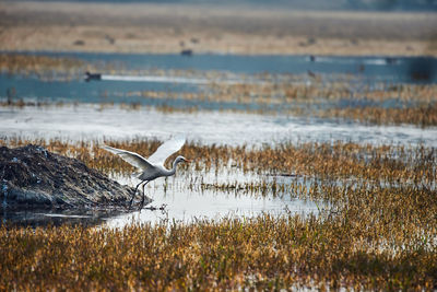 View of bird on beach