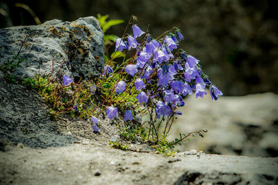 Close-up of purple flowering plant on field