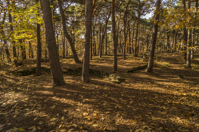 Trees in forest during autumn