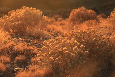 Close-up of plants growing on field