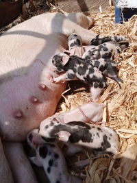 A pig that has given birth to 10 piglets in cameroon