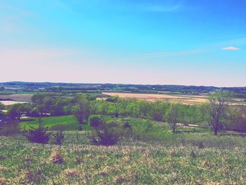 Scenic view of vineyard against clear sky