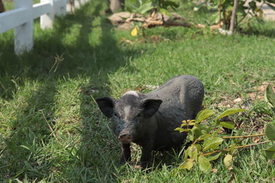 Portrait of an animal on field