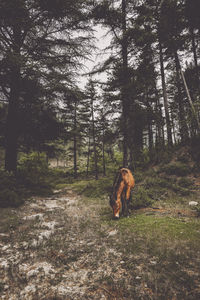 Horse in forest