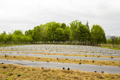 Blueberry plantation, field in the farm in samegrelo, georgia