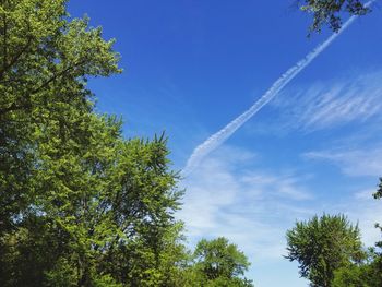 Low angle view of trees against blue sky