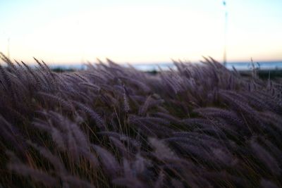 Close-up of wheat field against clear sky