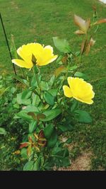 Close-up of yellow daffodil blooming on field