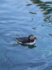 High angle view of duck swimming in lake