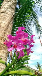 Close-up of pink flowers growing on tree