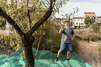Male farmer harvesting almonds by hand in a traditional way.