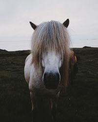 Close-up of icelandic horse standing on field against sky