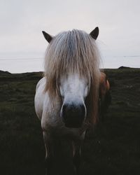 Close-up of horse standing on field against sky