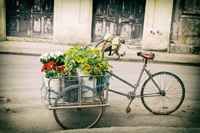 Old bicycle with sunflowers, havana - cuba