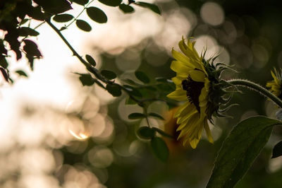 Close-up of yellow flowers on tree