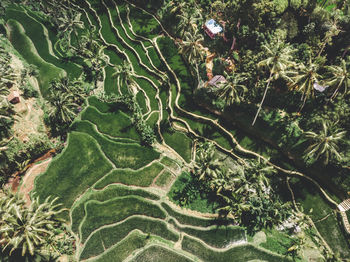 Full frame shot of agricultural field