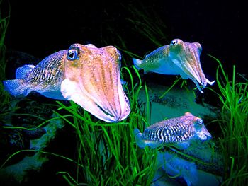 Close-up of fish swimming in water