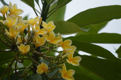 Close-up of yellow flowering plant