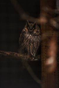 Portrait of bird perching on wood