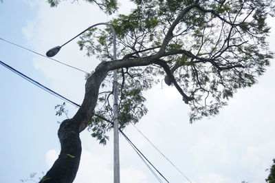 Low angle view of tree against sky