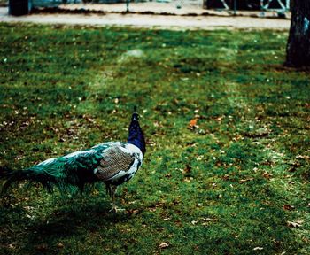 Close-up of peacock on field