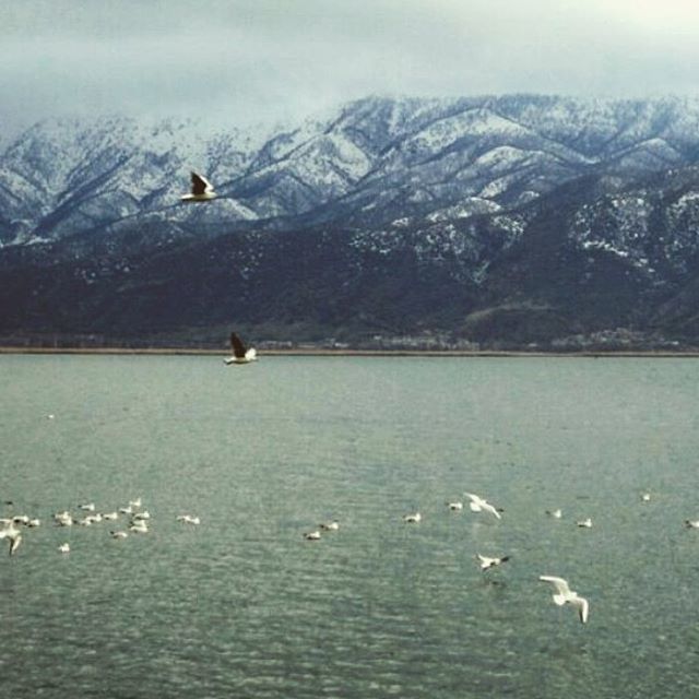 mountain, bird, water, animals in the wild, animal themes, lake, wildlife, waterfront, mountain range, tranquil scene, flying, tranquility, scenics, winter, beauty in nature, nature, cold temperature, snow, one animal, sky