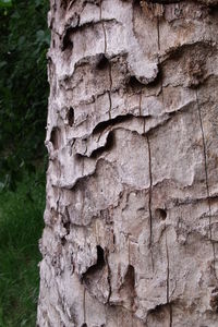 Close-up of tree trunk