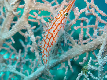 Close-up of fish swimming in sea