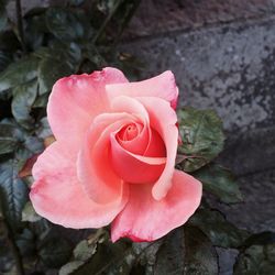 Close-up of pink rose flower