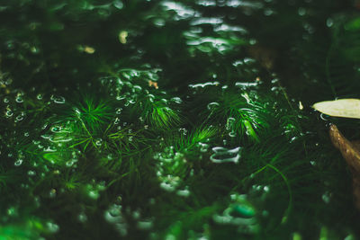 Close-up of pine tree