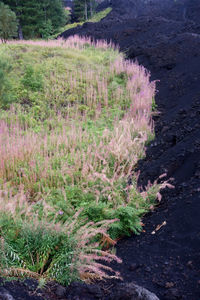 Flowers growing in field