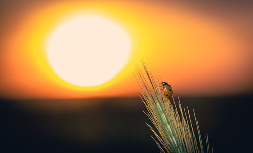 Close-up of plant against sky during sunset