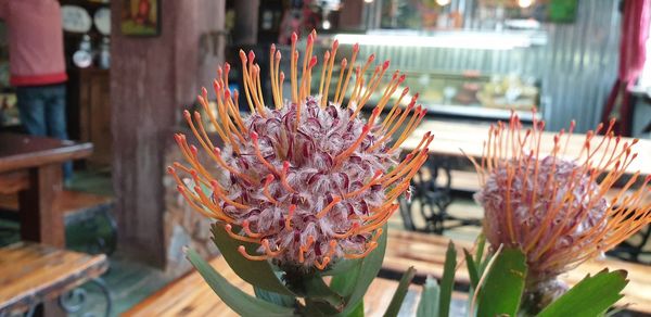 Close-up of pink flower pot in restaurant