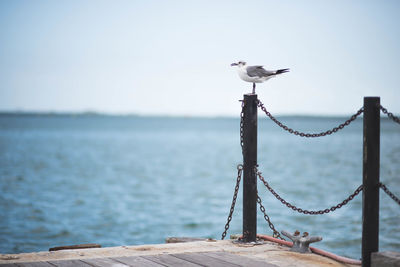 Seagull perching on wooden post