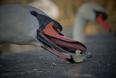 Close-up of swan