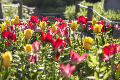 Close-up of pink tulips