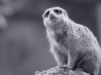 Close-up of a cat looking away