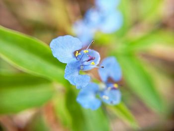 Close-up of purple flowering plant