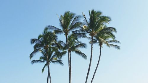 Low angle view of palm tree against clear sky