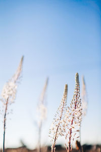 Close-up of flowering plant against clear sky