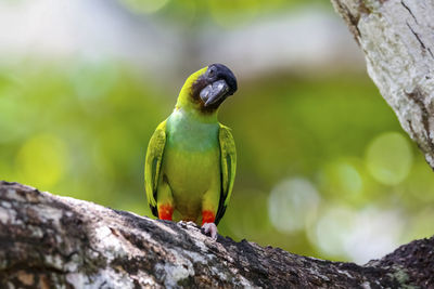 Close-up of bird perching on rock