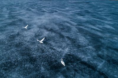 High angle view of swans flying over the sea