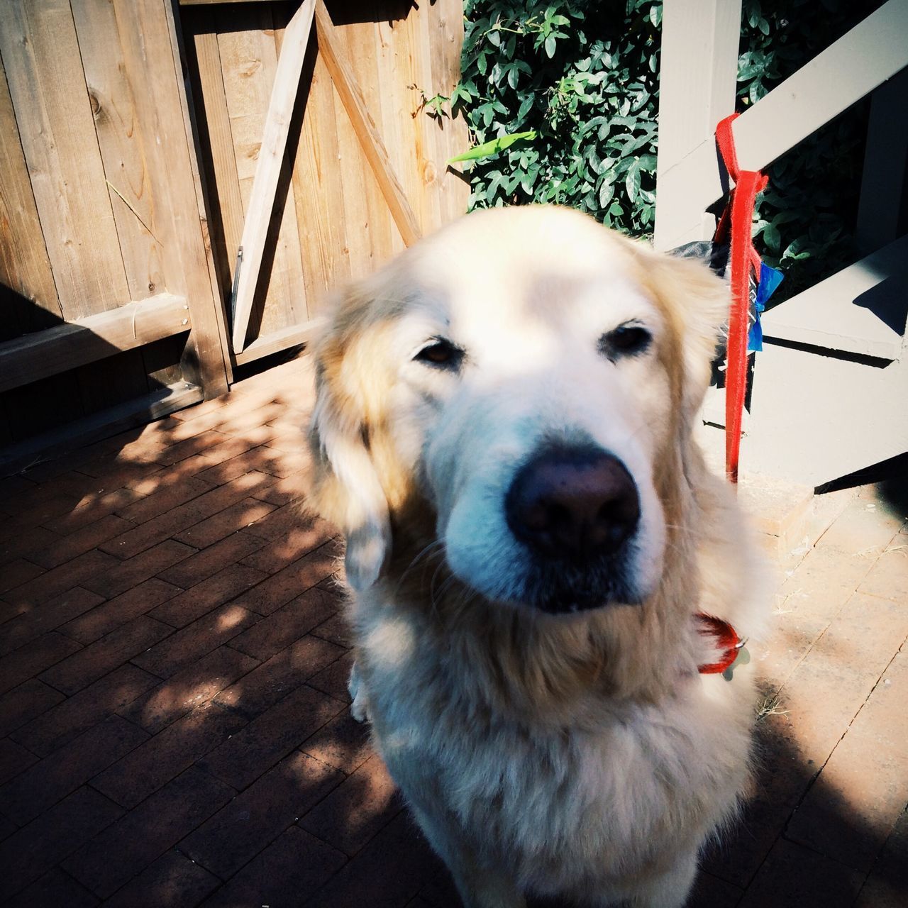 animal themes, domestic animals, one animal, mammal, pets, dog, animal head, looking at camera, portrait, close-up, relaxation, no people, sitting, high angle view, day, outdoors, white color, wood - material, zoology, animal hair