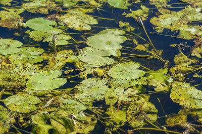 Full frame shot of leaves in water