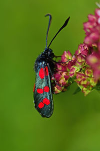 Close-up of butterfly pollinating on red flower