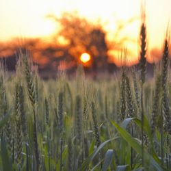 Plant growing on field at sunset