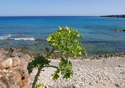 Scenic view of sea against clear sky