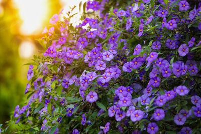 Close-up of purple flowering plants in park