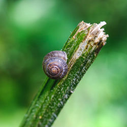 Close-up of snail on leaf