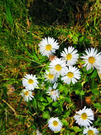 High angle view of white daisy flowers on field